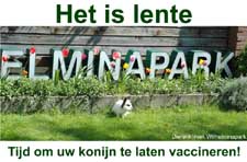 Foto's bij het konijn, gemaakt tijdens een vaccinatie.
